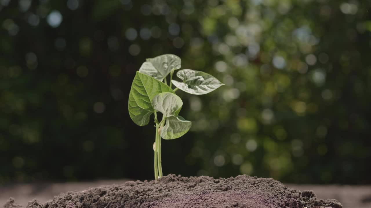 用喷壶给刚种下的蔬菜幼苗浇水视频素材