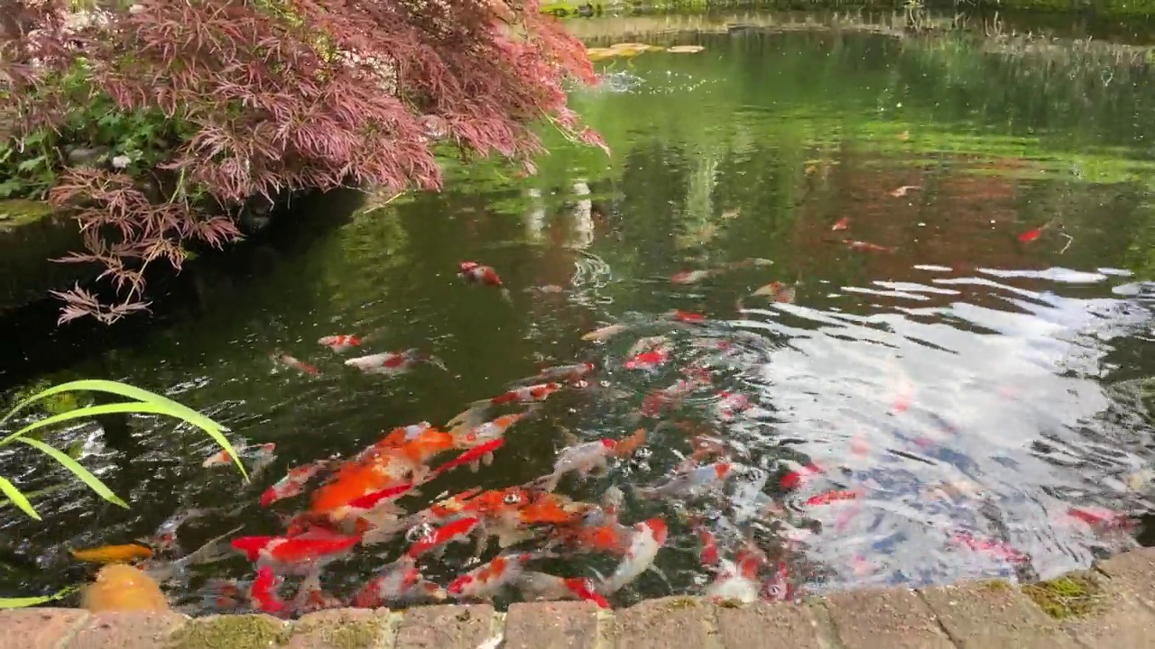 近距离图像的鱼塘水面与印花布图案，shubunkin金鱼游泳与大茶树，琥珀，Sanke和Ogon锦鲤，喂养疯狂，提高的视野视频素材