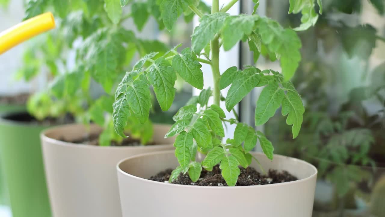 在阳台上给盆栽中的番茄浇水视频素材