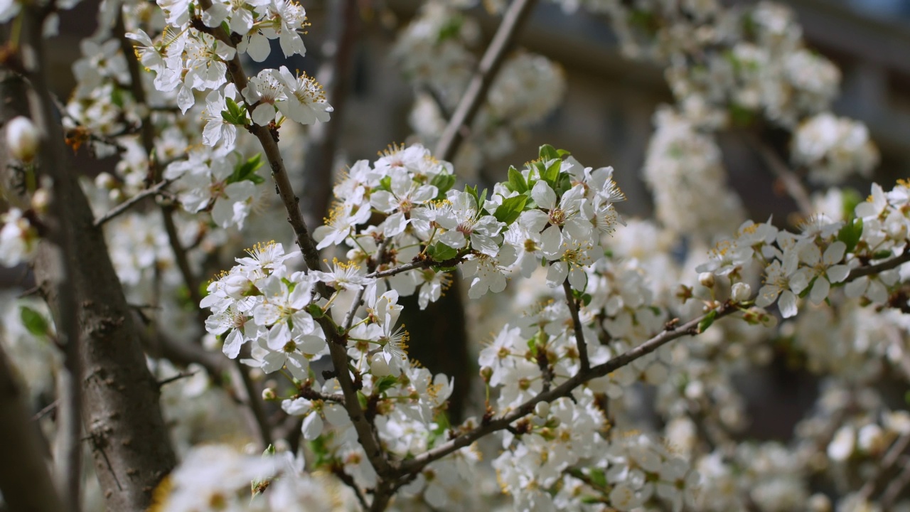 花园里一棵树上开着白花。春天的樱桃树。视频素材