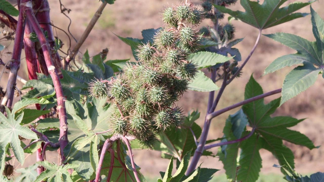 蓖麻油植物，从植物中提取出已知的泻药蓖麻油，用于生产生物柴油蓖麻油植物，蓖麻油，俗称蓖麻油植物。医学的种子。视频素材