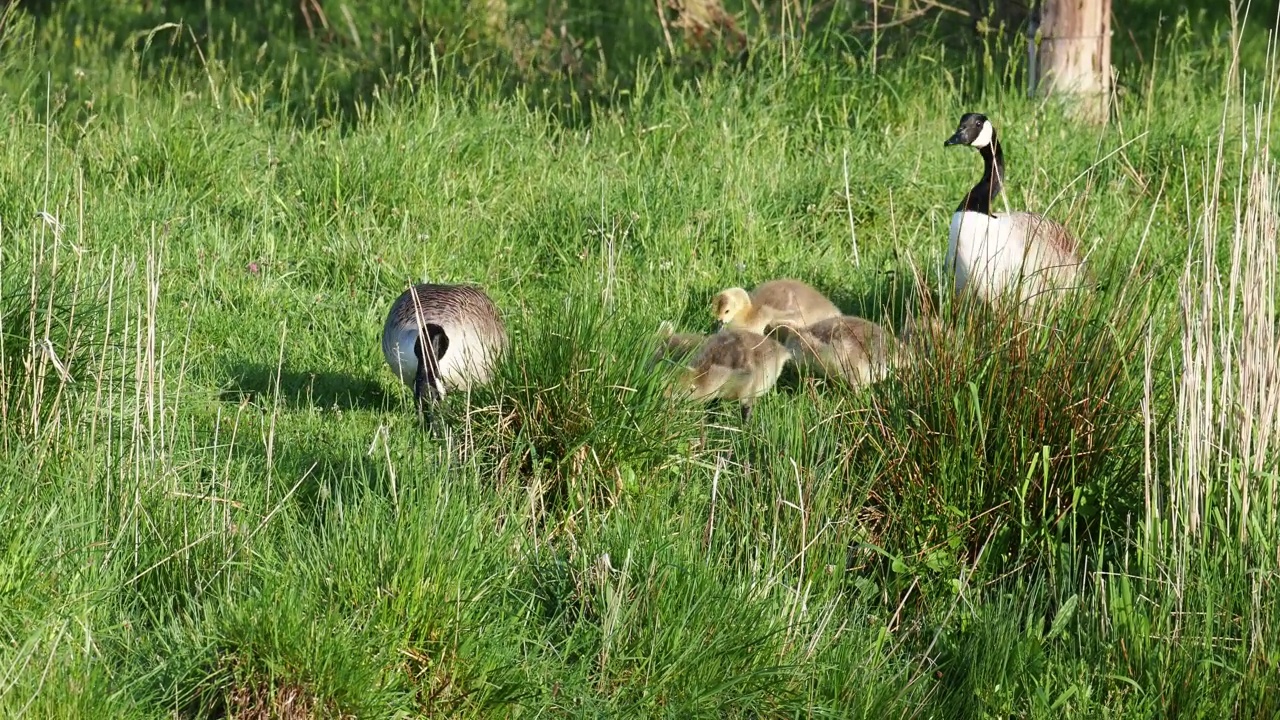 加拿大鹅，Branta canadensis，带着小鹅，在Brathay河，安布尔赛德，湖区，英国。视频素材