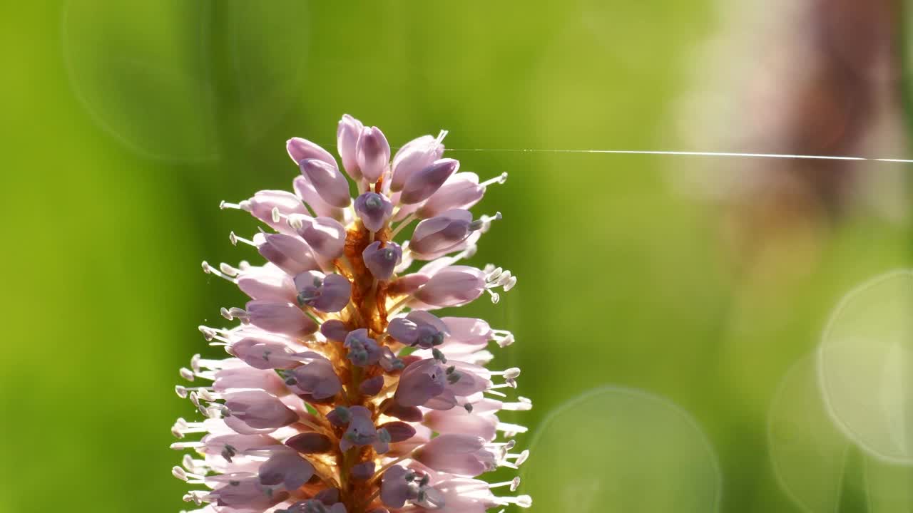 蜘蛛丝上的水Bistort，桃属两栖类，在安布尔赛德，英国。视频素材