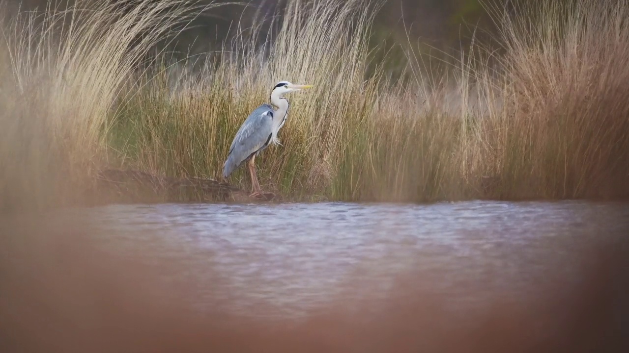 苍鹭(Ardea Cinerea)，英国英国野生动物在里士满公园，站在一个湖在伦敦，英格兰，英国视频素材