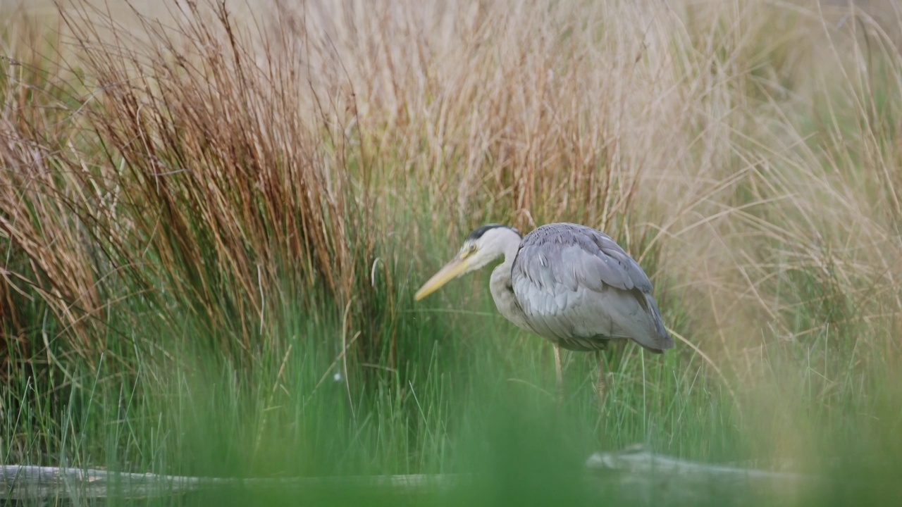 苍鹭(Ardea Cinerea)，英国英国野生动物在里士满公园，站在一个湖在伦敦，英格兰，英国视频素材