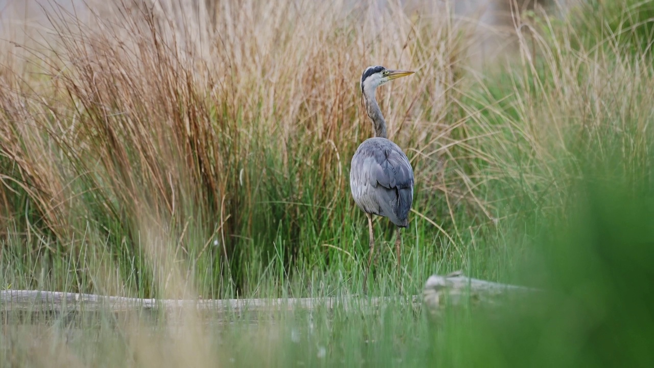 苍鹭(Ardea Cinerea)，起飞和飞行，英国英国的鸟类和野生动物在里士满公园，站在伦敦的一个湖，美丽的鸟类生活在英格兰，英国视频素材