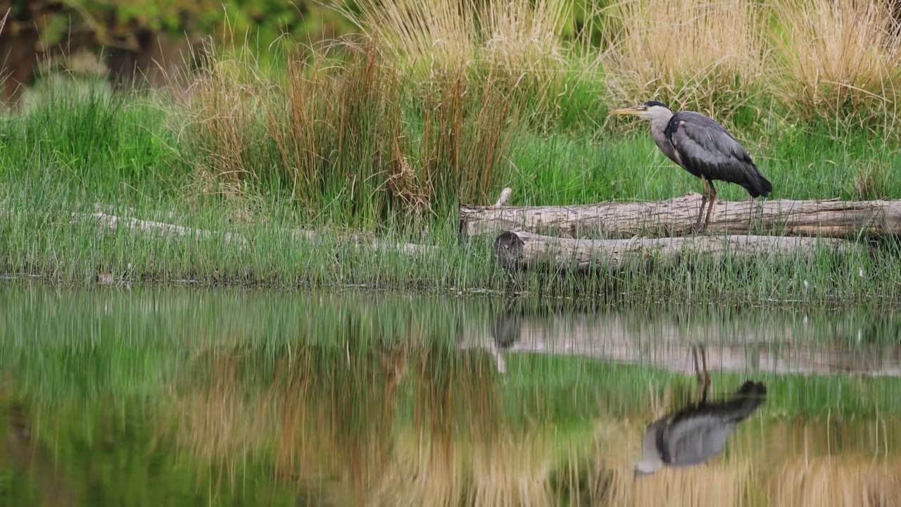 灰苍鹭(Ardea Cinerea)，英国里士满公园的英国野生动物，在伦敦平静平静的湖的倒影，英格兰，英国视频素材