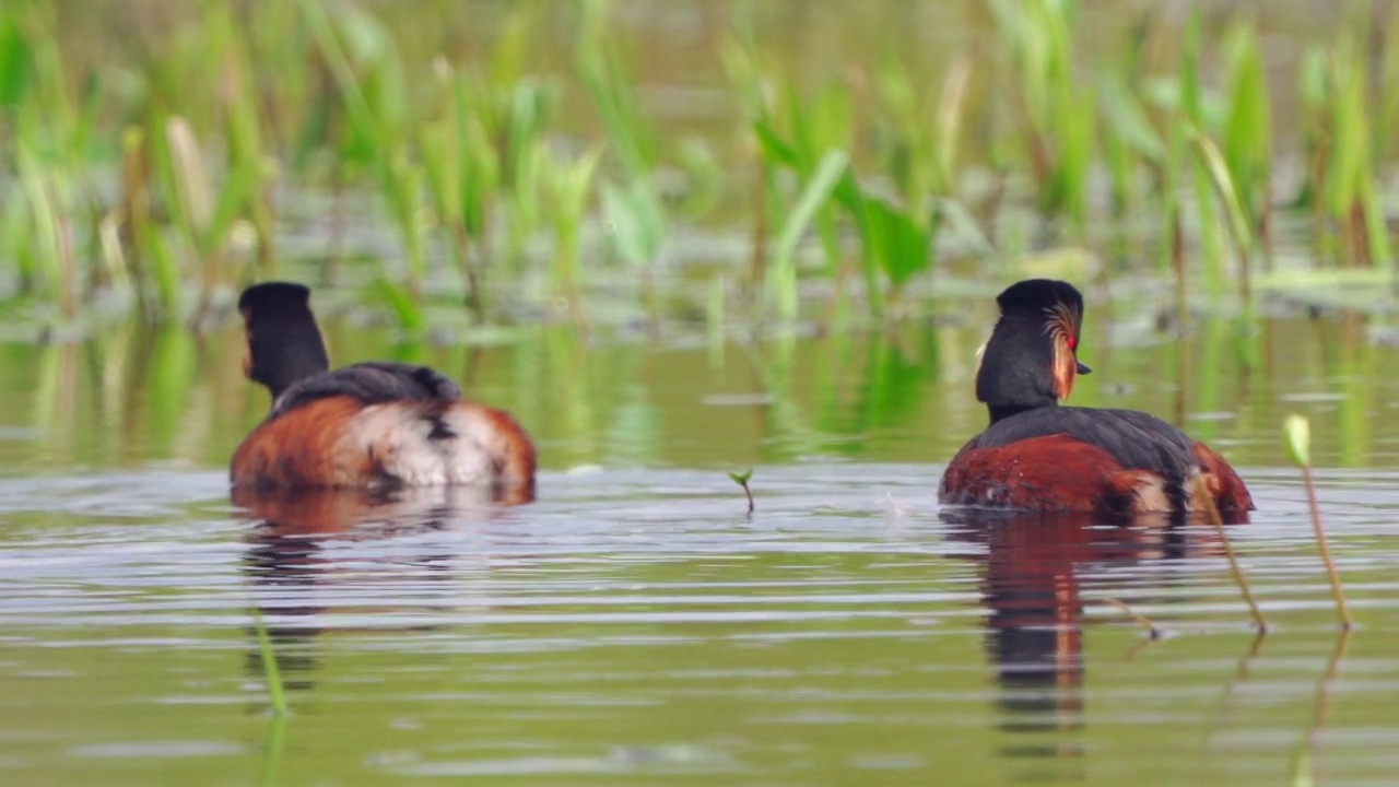 在一个阳光明媚的春天早晨，黑颈鸟(Podiceps nigricollis)在湖里游泳。视频素材