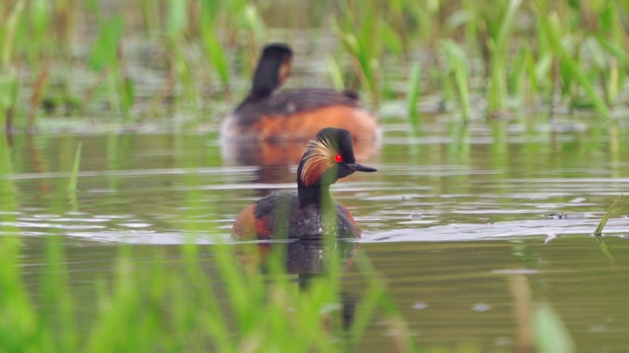 在一个阳光明媚的春天早晨，黑颈鸟(Podiceps nigricollis)在湖里游泳。视频素材