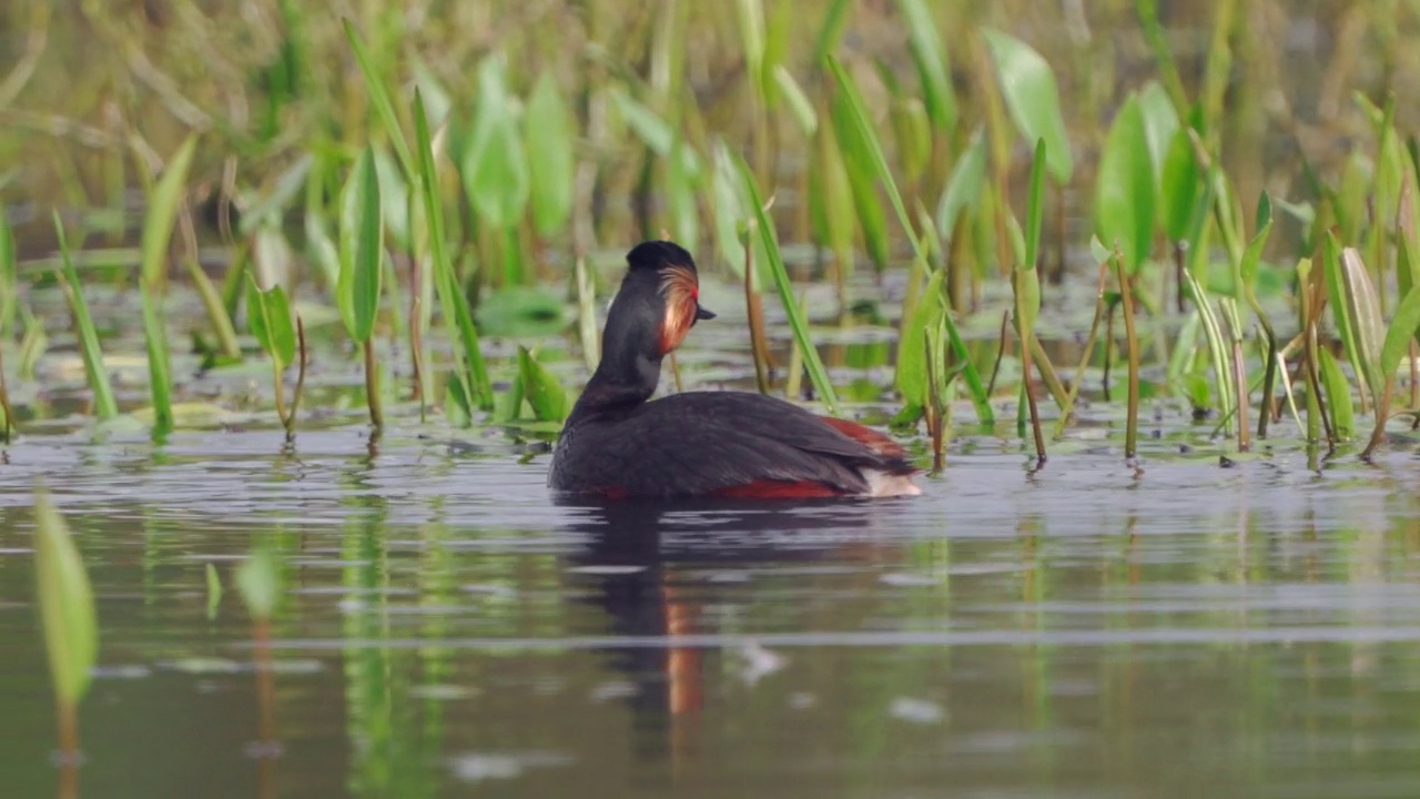 在一个阳光明媚的春天早晨，黑颈鸟(Podiceps nigricollis)在湖里游泳。视频素材