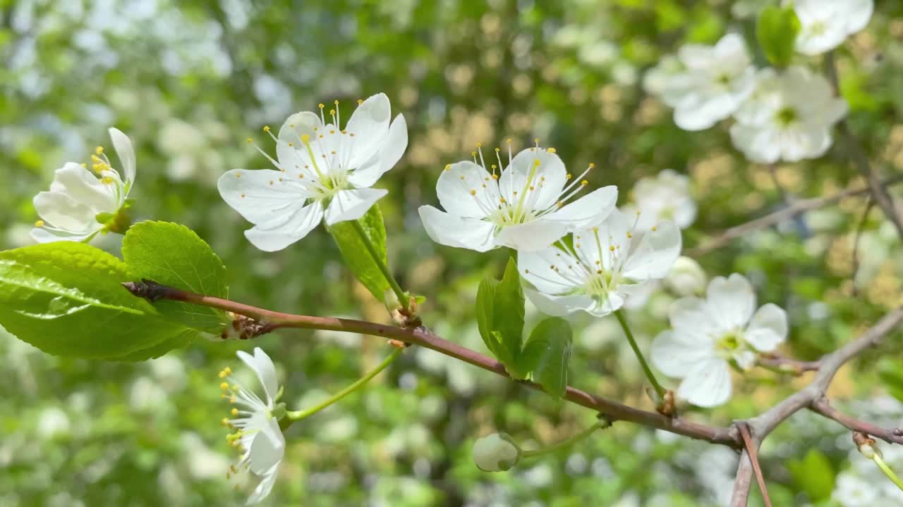 特写开花苹果树枝，自然模糊背景，选择性聚焦视频素材