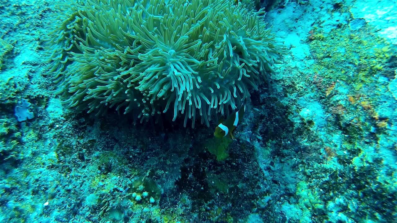 海葵周围的小丑鱼，泰国视频素材