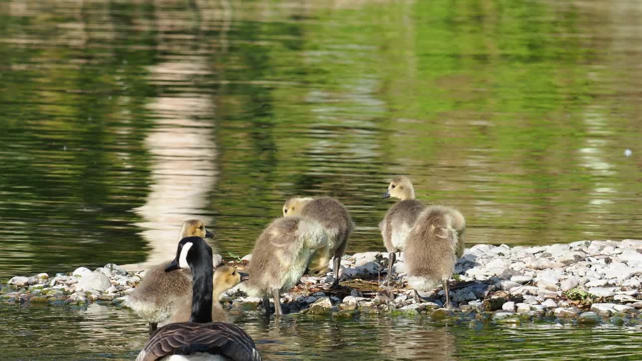 加拿大鹅，Branta canadensis，带着小鹅，在Brathay河，安布尔赛德，湖区，英国。视频素材