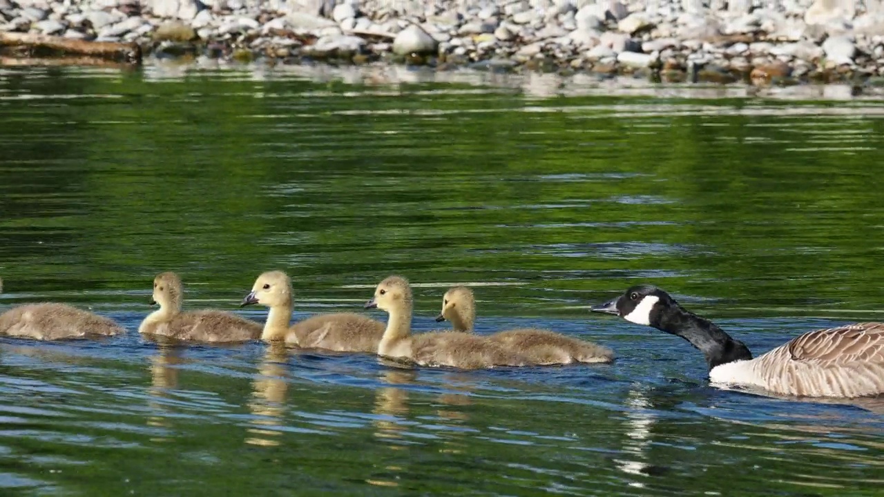 加拿大鹅，Branta canadensis，带着小鹅，在Brathay河，安布尔赛德，湖区，英国。视频素材