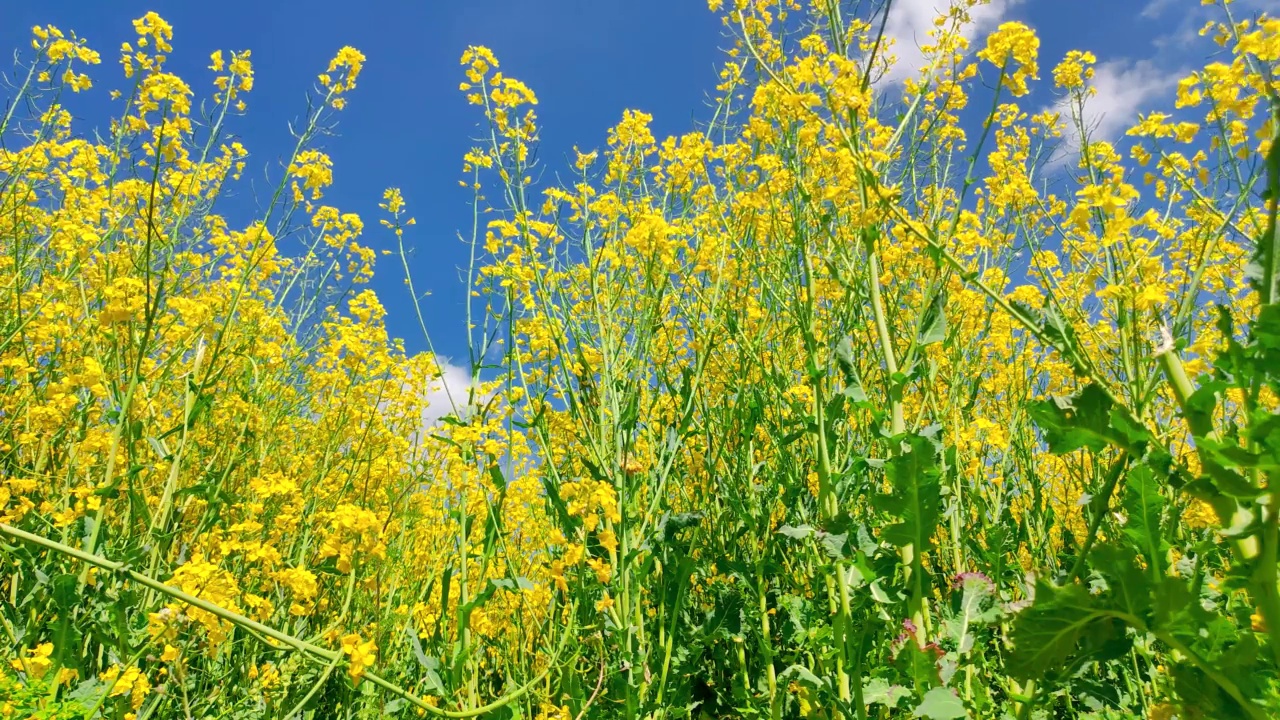 阳光明媚的油菜花田。菜花田的景色。视频素材