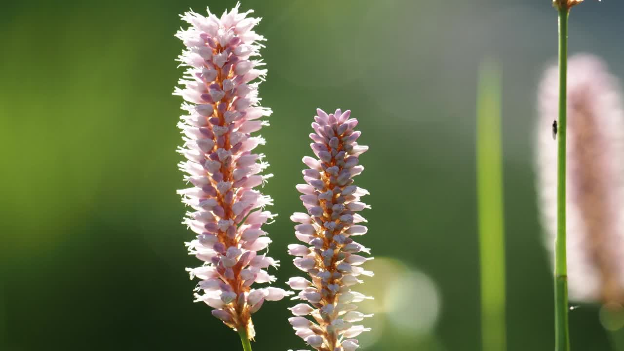 水Bistort，水仙花，在安布尔赛德，英国。视频素材