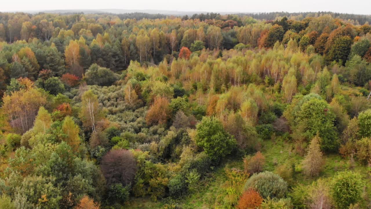 鸟瞰秋天的森林波兰景观鸟瞰全景，在黄色的秋天树木周围美丽的遥远的森林公园在秋天。空中无人机查看秋天的颜色明亮多彩的树从上面。秋季森林波兰景观空中全景视频素材