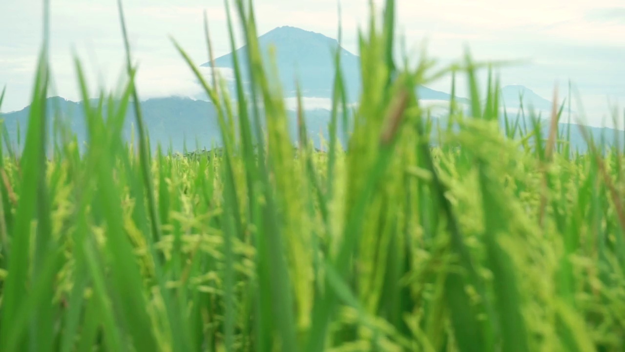 离焦水田植物在风中摇曳的特写镜头视频素材