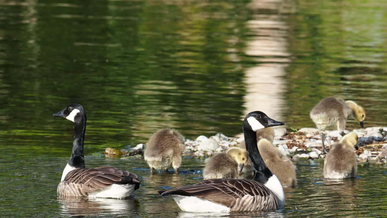 加拿大鹅，Branta canadensis，带着小鹅，在Brathay河，安布尔赛德，湖区，英国。视频素材