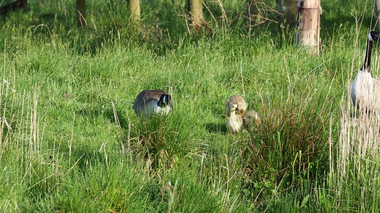 加拿大鹅，Branta canadensis，带着小鹅，在Brathay河，安布尔赛德，湖区，英国。视频素材