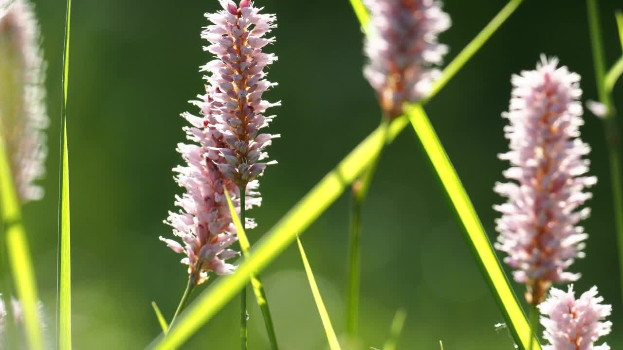 水Bistort，水仙花，在安布尔赛德，英国。视频素材