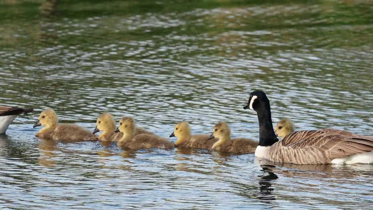 一只加拿大鹅，Branta canadensis，带着小鹅，在Brathay河，在安布尔赛德，湖区，英国。视频素材