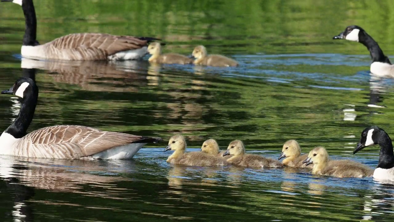 一只加拿大鹅，Branta canadensis，带着小鹅，在Brathay河，在安布尔赛德，湖区，英国。视频素材