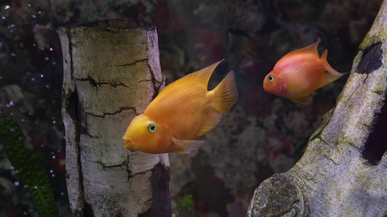 一对金鹦鹉鱼在水族馆游泳视频素材