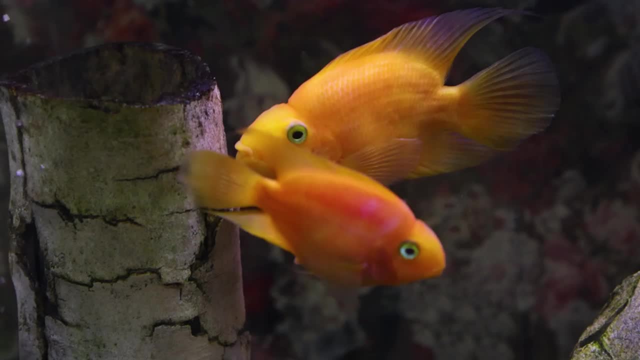 一对金鹦鹉鱼在水族馆游泳视频素材