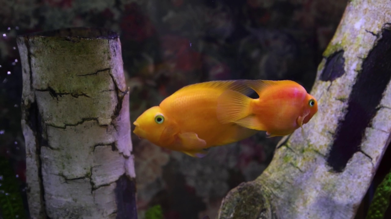 一对金鹦鹉鱼在水族馆游泳视频素材