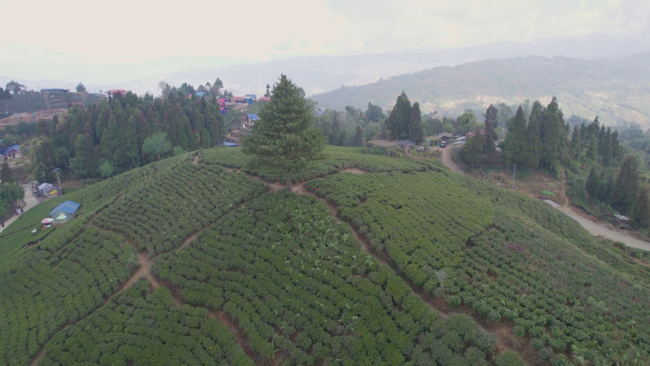 航拍视频在下午晚些时候飞往尼泊尔伊兰的伊兰茶园视频素材