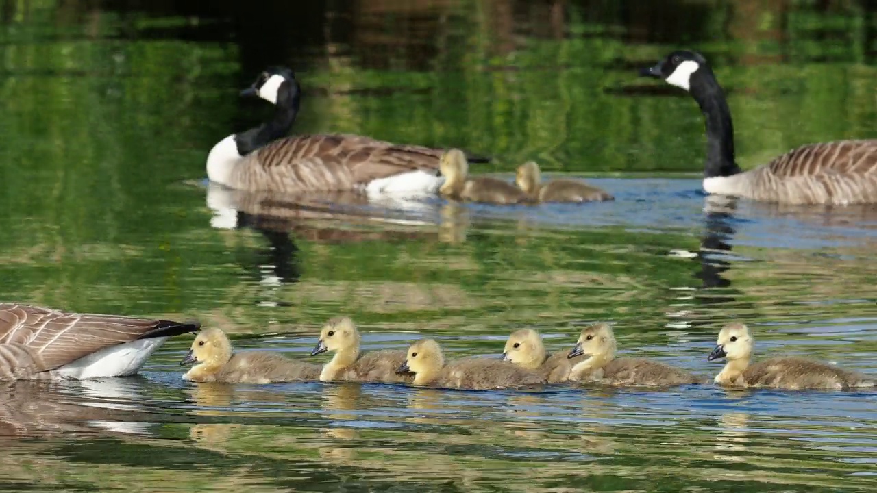 一只加拿大鹅，Branta canadensis，带着小鹅，在Brathay河，在安布尔赛德，湖区，英国。视频素材