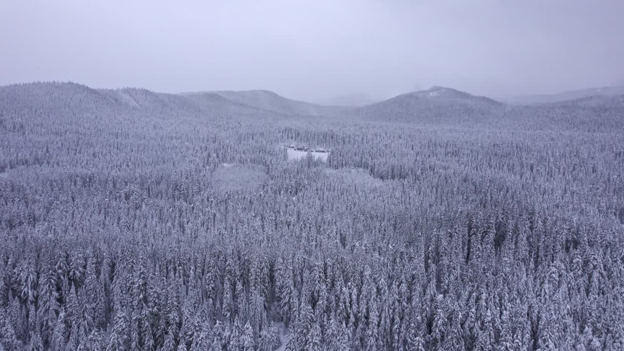 慢轨前进穿越雪域森林视频素材