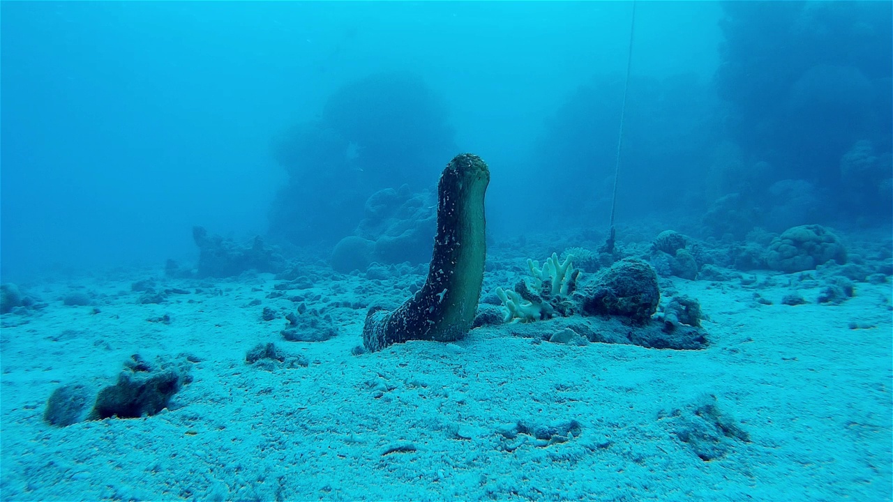 海参直立准备交配，红海视频素材