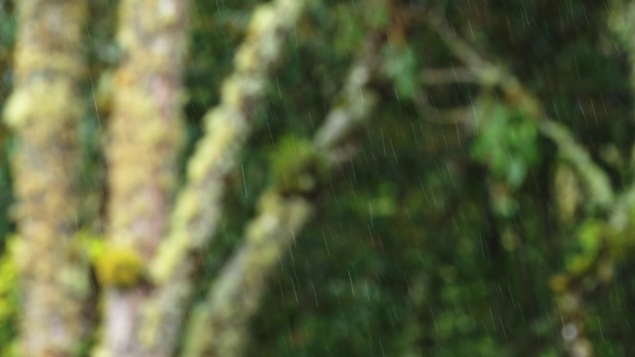 雨的特写细节，雨在热带绿色雨林的雨季在暴雨在可怕的潮湿暴风雨天气，哥斯达黎加的热带气候，中美洲视频素材