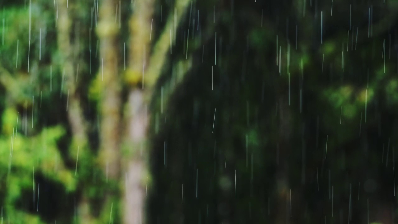 雨与绿色的树大雨滴的近距离细节，雨在雨季在风暴在恶劣潮湿的天气背景下的雨林，哥斯达黎加的典型气候，中美洲视频素材