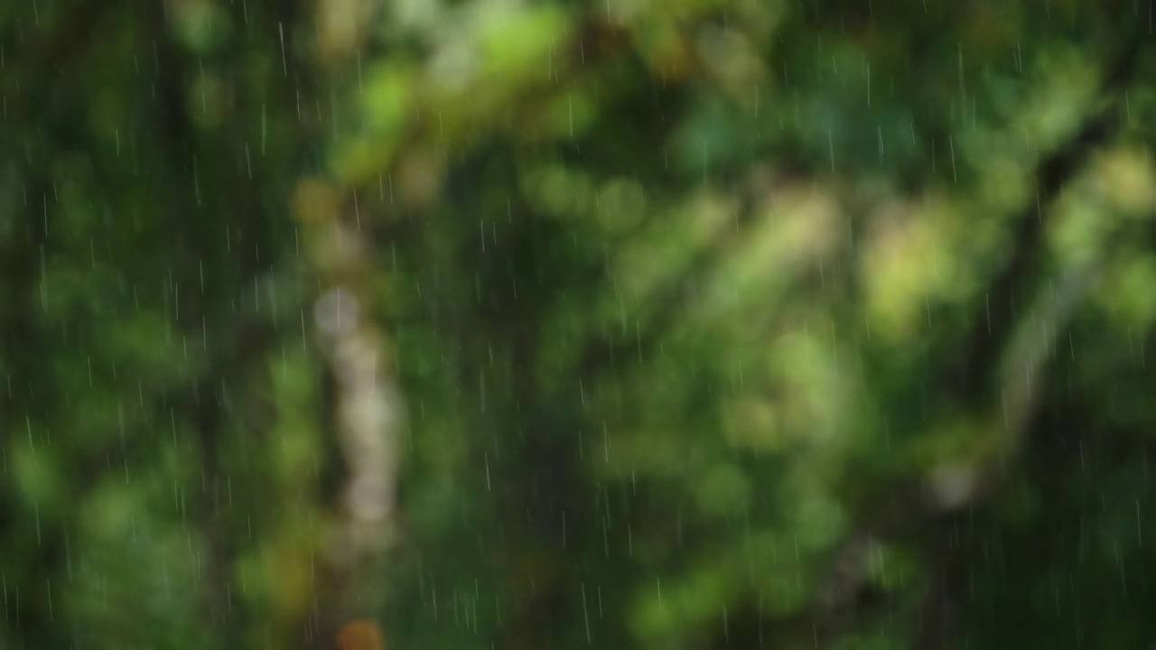 雨的特写细节，雨在热带绿色雨林的雨季在暴风雨在可怕的潮湿坏天气，哥斯达黎加的热带气候，中美洲视频素材