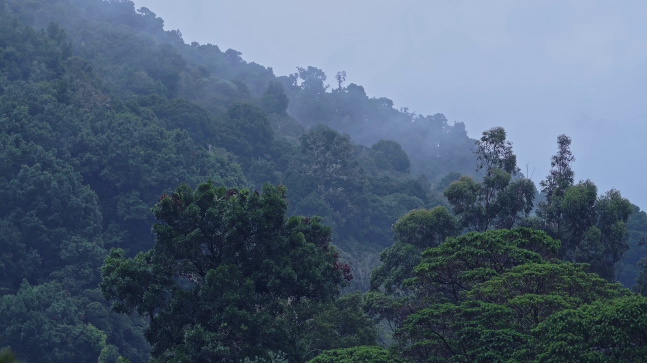 有树的热带雨林的大雨，在有树的热带风暴景观的雨季下雨，在哥斯达黎加潮湿天气气候的蓝色色调自然背景，中美洲视频素材