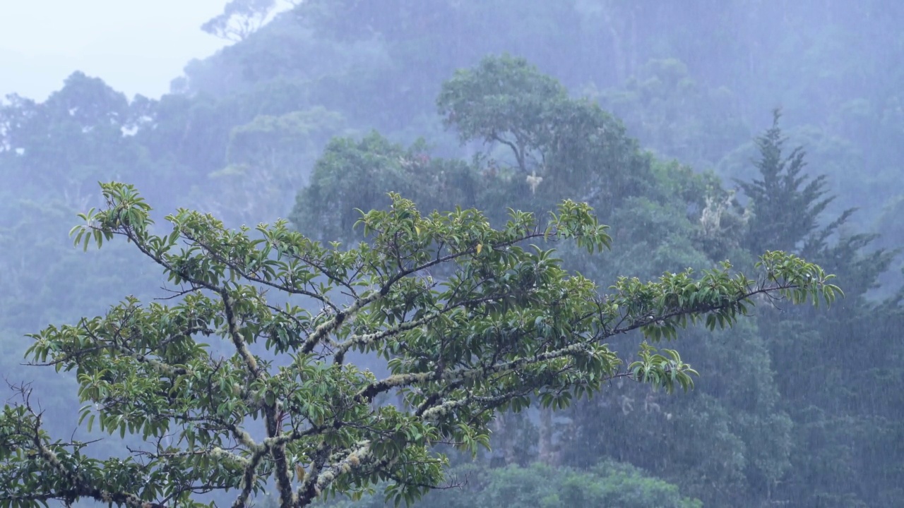 有树的热带雨林的大雨，在有树的热带风暴景观的雨季下雨，在哥斯达黎加潮湿天气气候的蓝色色调自然背景，中美洲视频素材