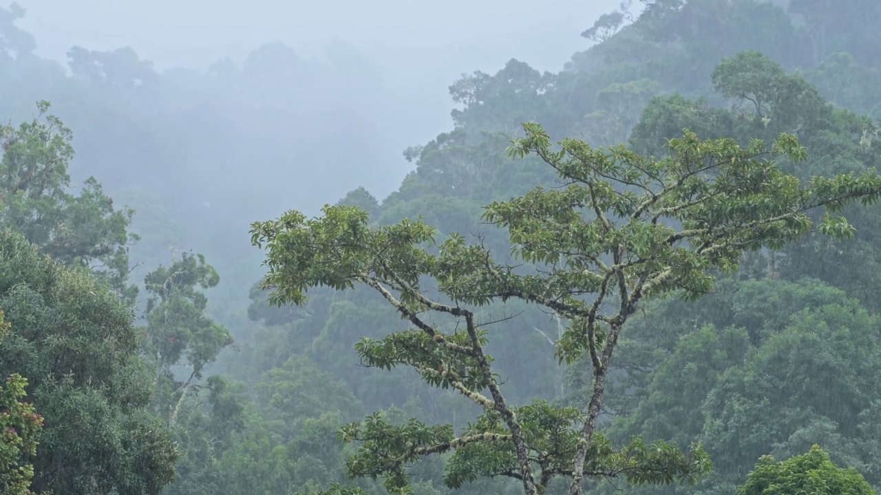 有树的热带雨林的大雨，在有树的热带风暴景观的雨季下雨，在哥斯达黎加潮湿天气气候的蓝色色调自然背景，中美洲视频素材