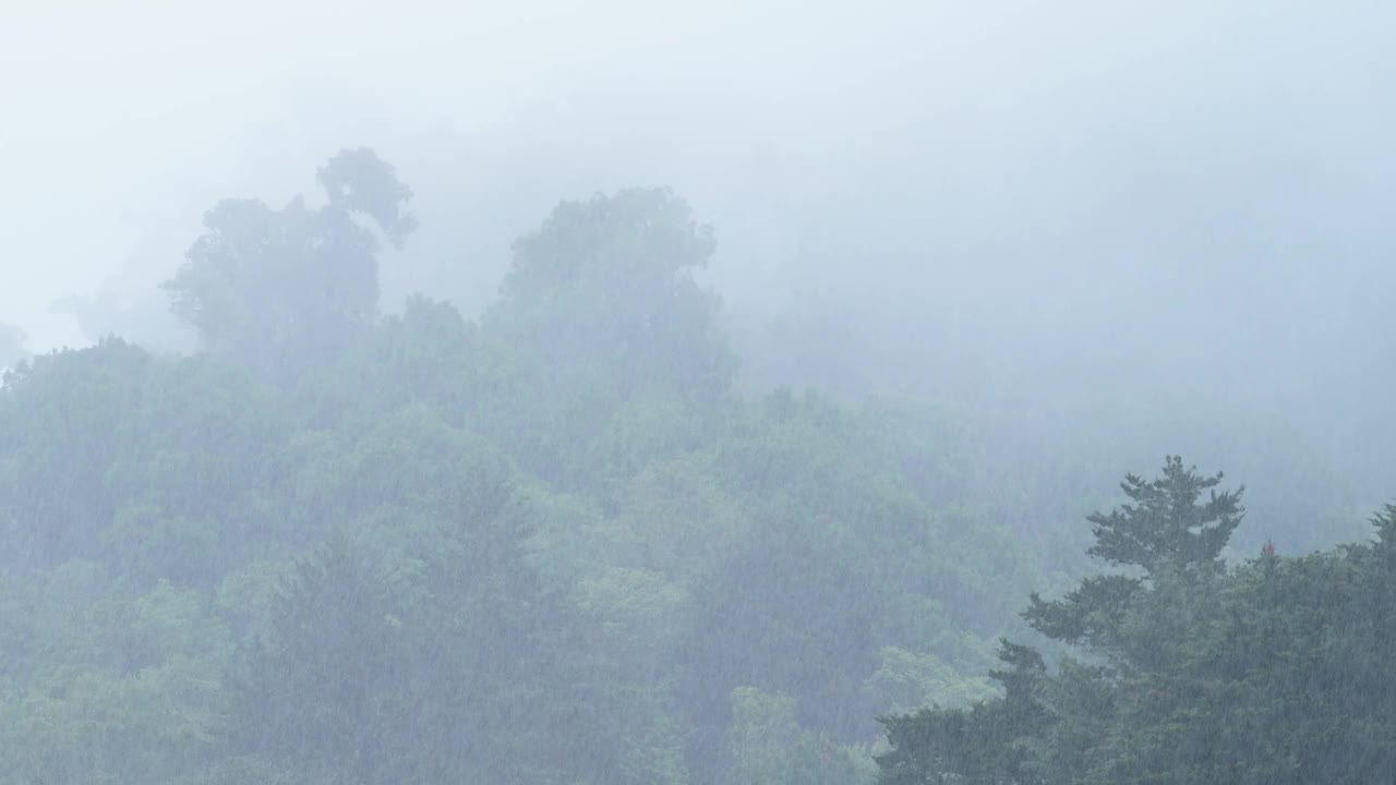 热带雨林的大雨与雾蒙蒙的树，雨在雨季在热带蓝色神秘的风暴景观与雾，蓝色色调的自然背景潮湿的天气气候在哥斯达黎加视频素材