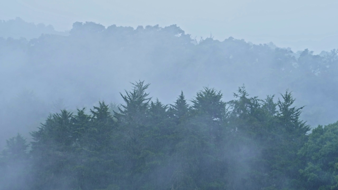 大雨在松树森林景观与雾蒙蒙的蓝色风景，雨在雨季在一个神秘的气氛与薄雾，哥斯达黎加潮湿天气气候的自然背景视频素材