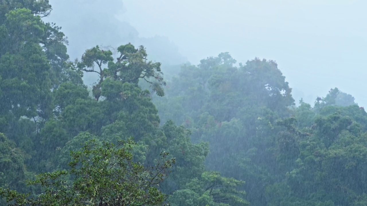 热带雨林的大雨与雾蒙蒙的树，雨在雨季在热带蓝色神秘的风暴景观与雾，蓝色色调的自然背景潮湿的天气气候在哥斯达黎加视频素材