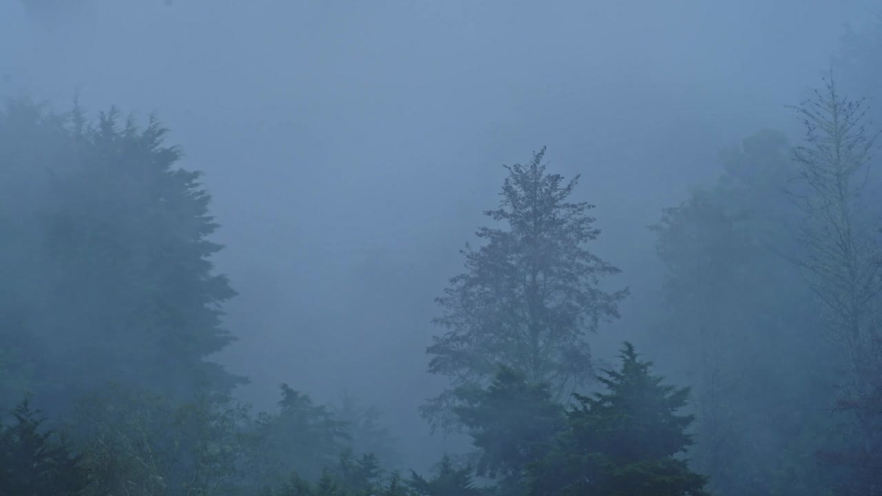 有树的热带雨林的大雨，在有树的热带风暴景观的雨季下雨，在哥斯达黎加潮湿天气气候的蓝色色调自然背景，中美洲视频素材