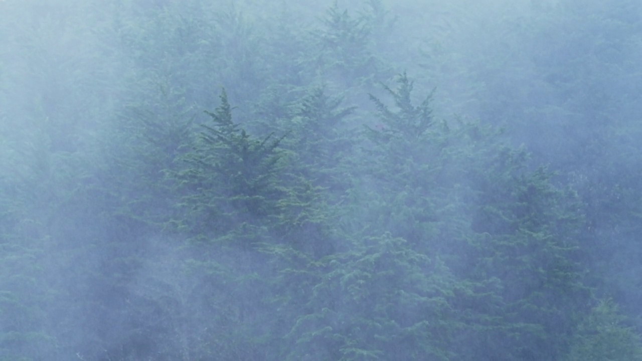 大雨在松树森林景观与雾蒙蒙的蓝色风景，雨在雨季在一个神秘的气氛与薄雾，哥斯达黎加潮湿天气气候的自然背景视频素材