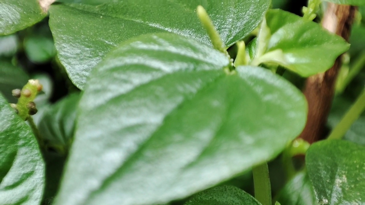 花盆里一棵小树的微距视频。视频素材