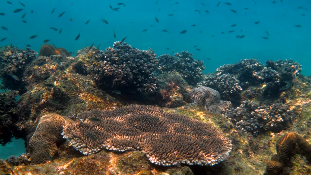 热带鱼类在珊瑚中游泳的水下视频。水下鱼礁海洋。缤纷的海景，泰国湾的海洋野生动物。浮潜或水肺潜水。视频素材