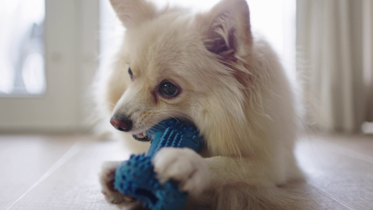 一个博美犬咬特写和玩硅胶骨玩具宠物在家里视频素材