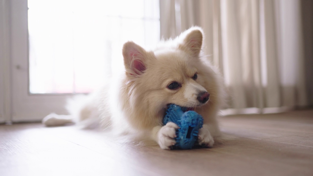 一只博美犬在家里咬和玩硅胶骨玩具视频素材