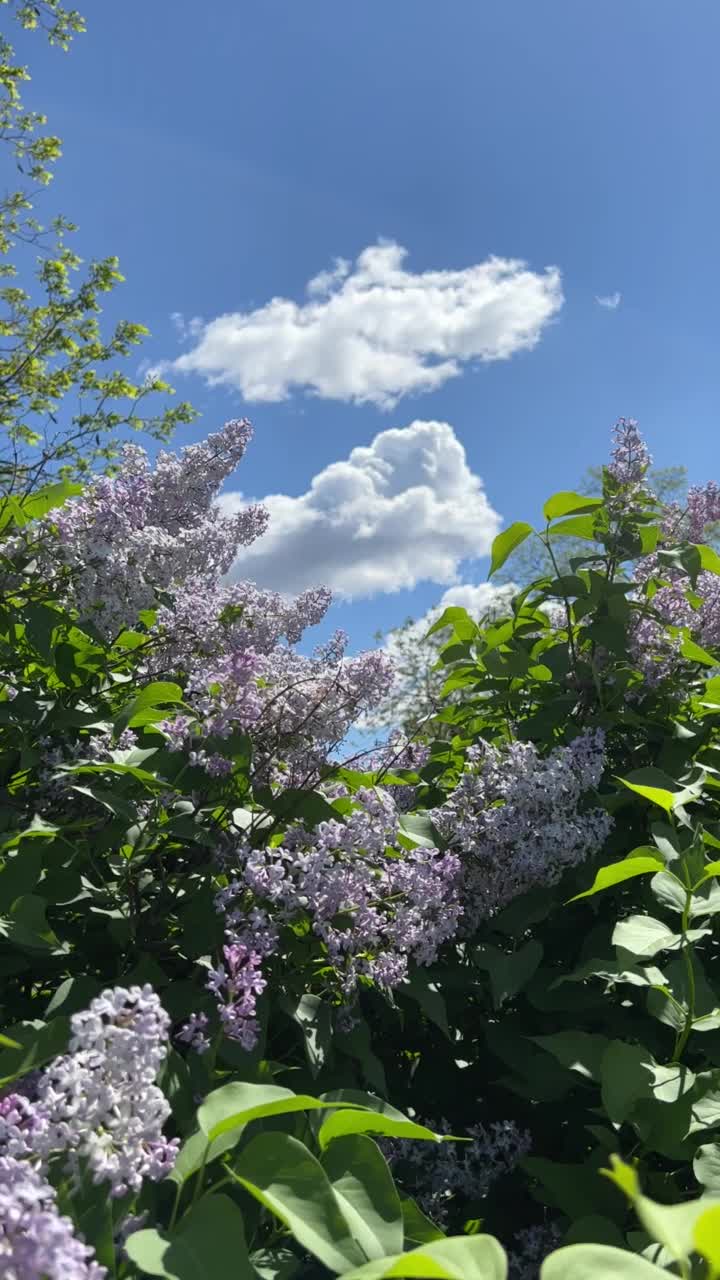 花园里开着紫丁香花。视频素材